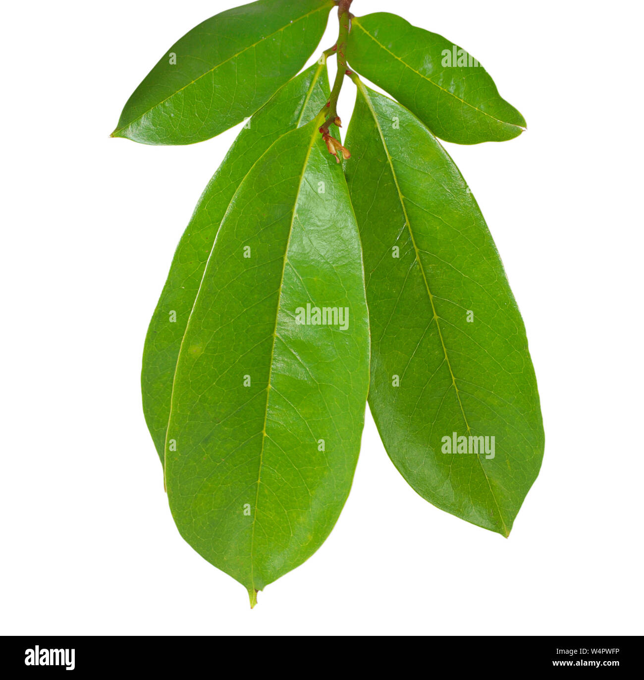 Hoja de Guanabana aislado sobre fondo blanco Fotografía de stock Alamy
