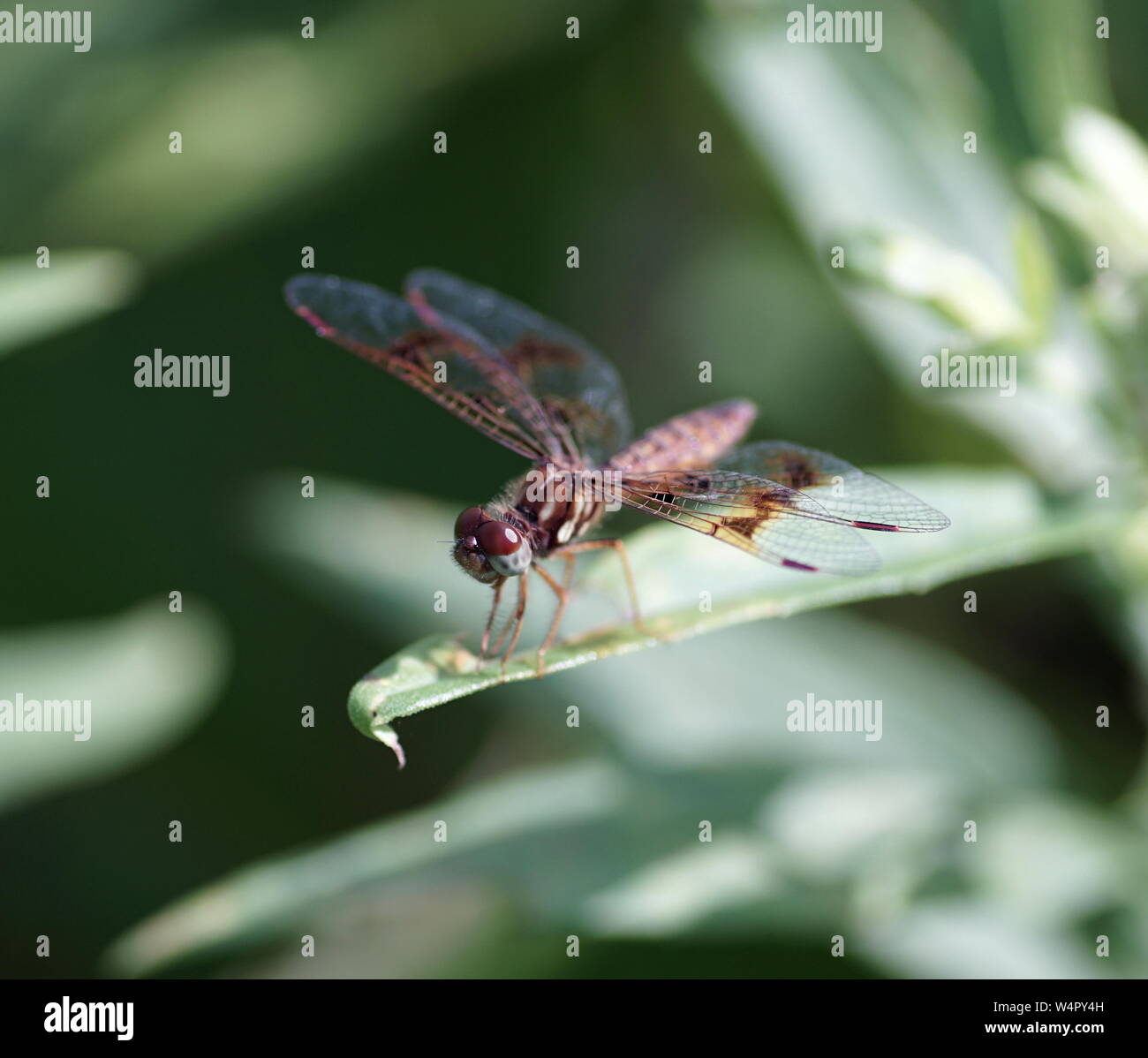 Foto de una libélula en reposo Foto de stock