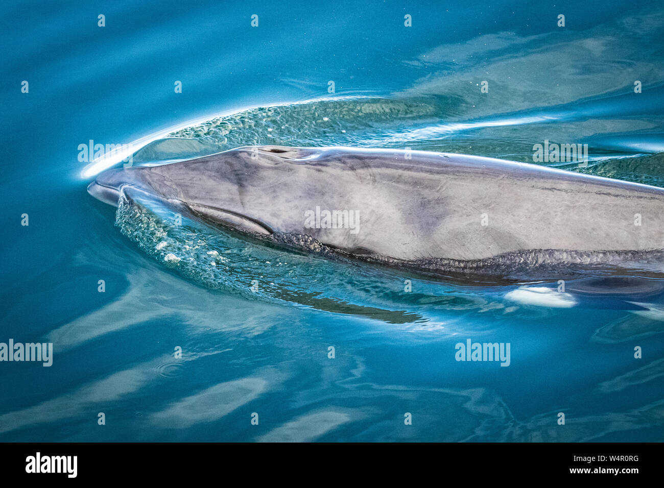 Una ballena minke rompe la superficie para tomar un respiro Foto de stock