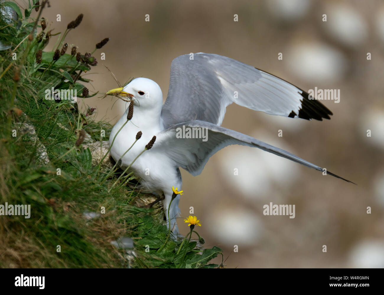 Recopilar material de anidación Kittiwake sobre rocas calcáreas de East Yorkshire, Reino Unido. Foto de stock