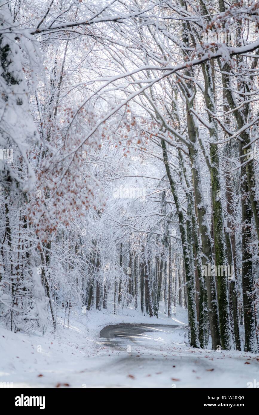 A través de sinuosas carreteras cubiertas de nieve bosque invernal, Salzburgo, Austria Foto de stock
