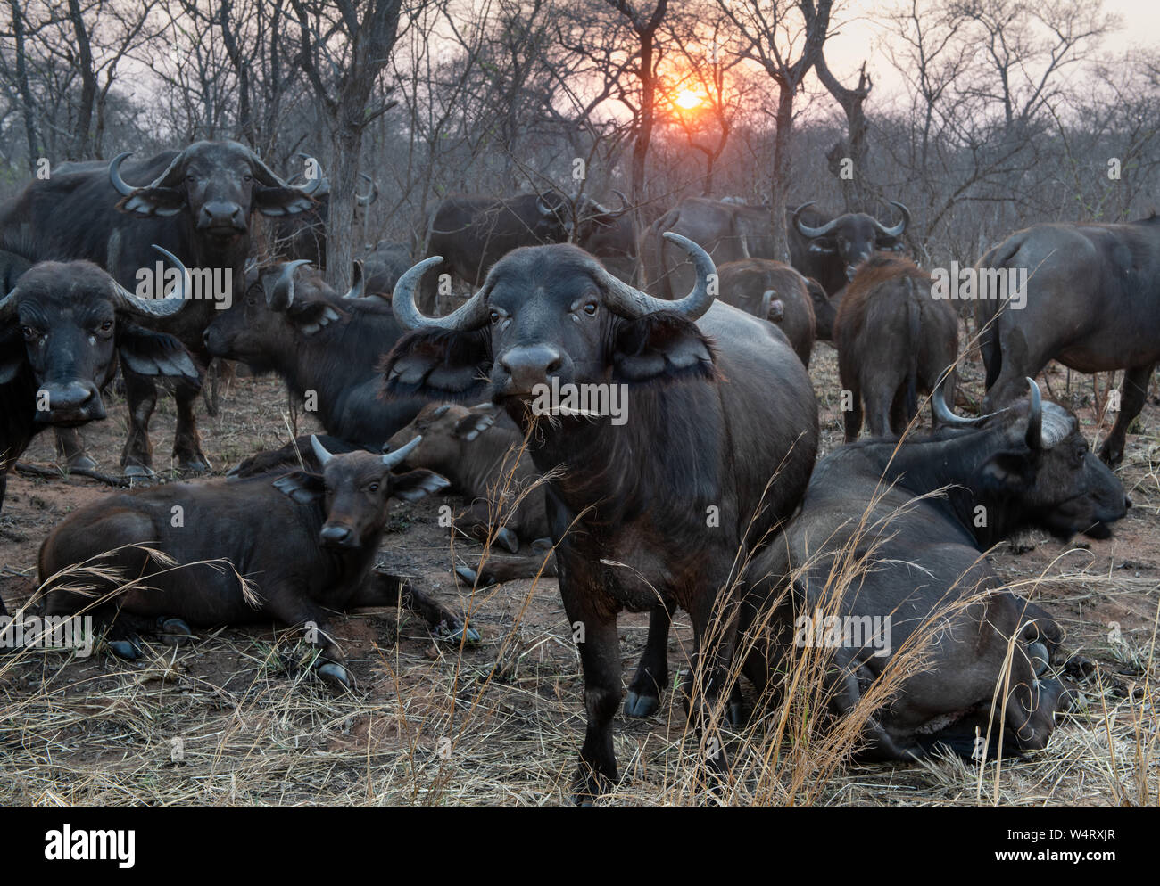 La manada de búfalos, el Parque Nacional Kruger, Sudáfrica Foto de stock