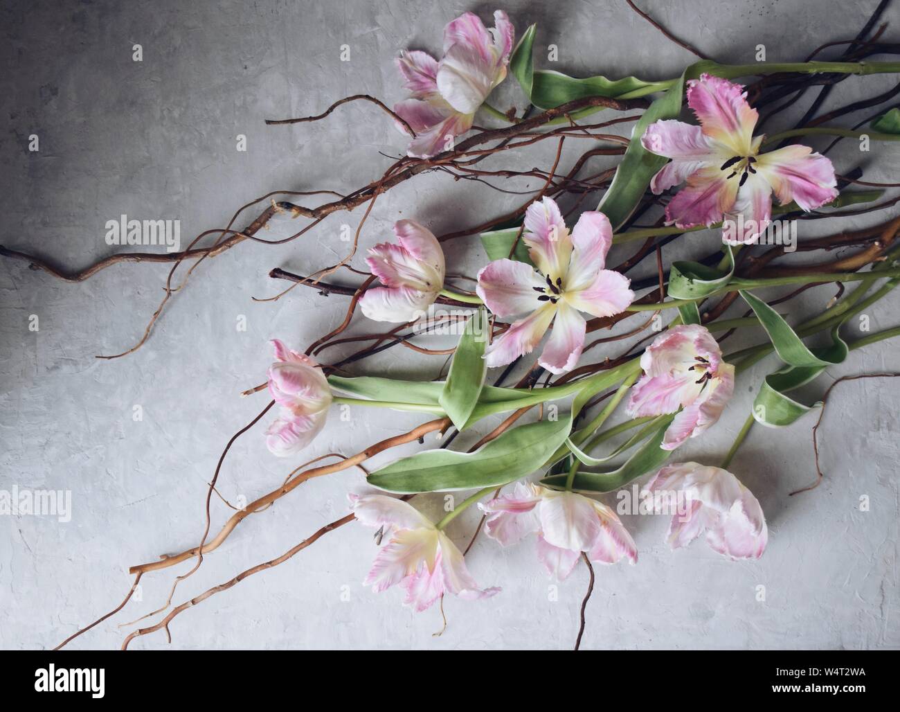 Tulipanes rosados y ramitas Foto de stock