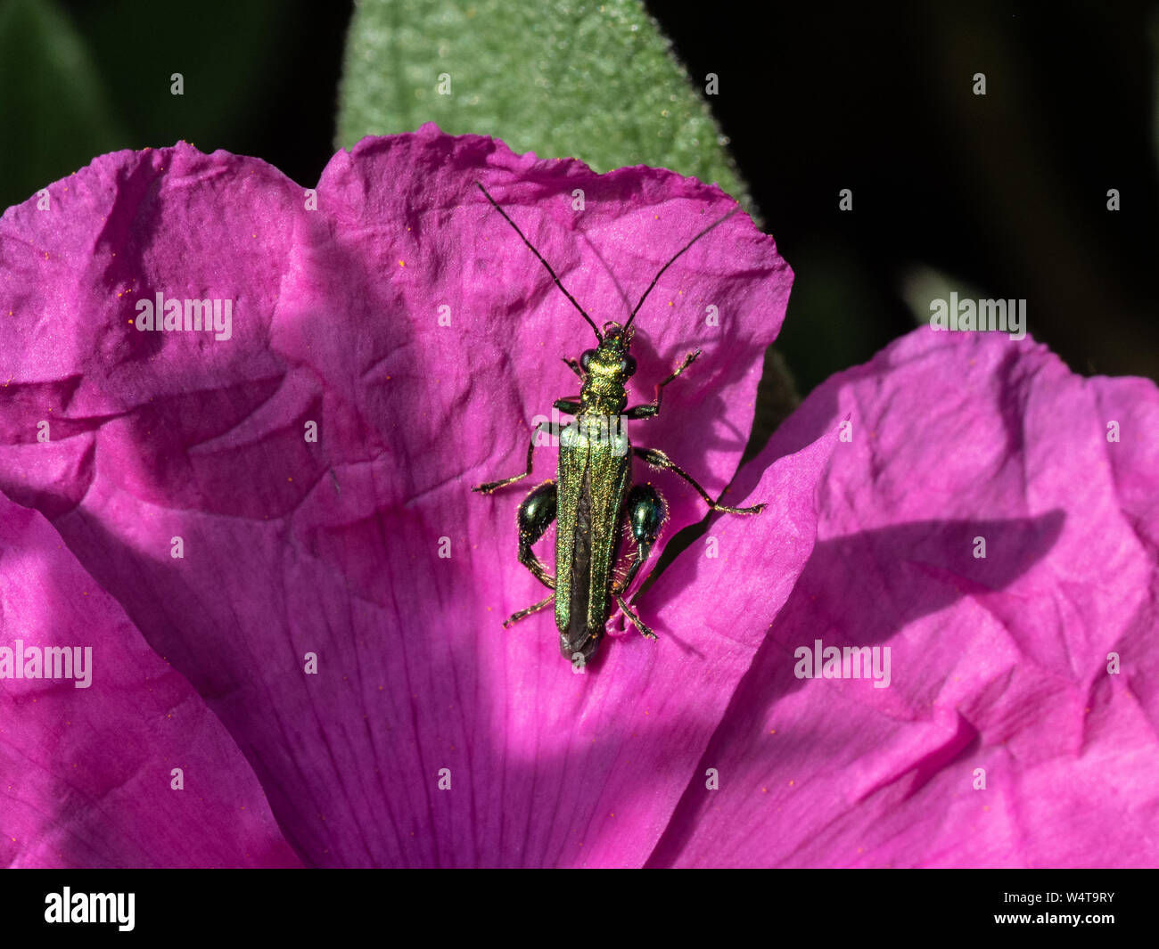 Un hombre falso escarabajo de aceite (Oedemera nobilis) descansando sobre una flor rosa de Cistus Sunset Foto de stock