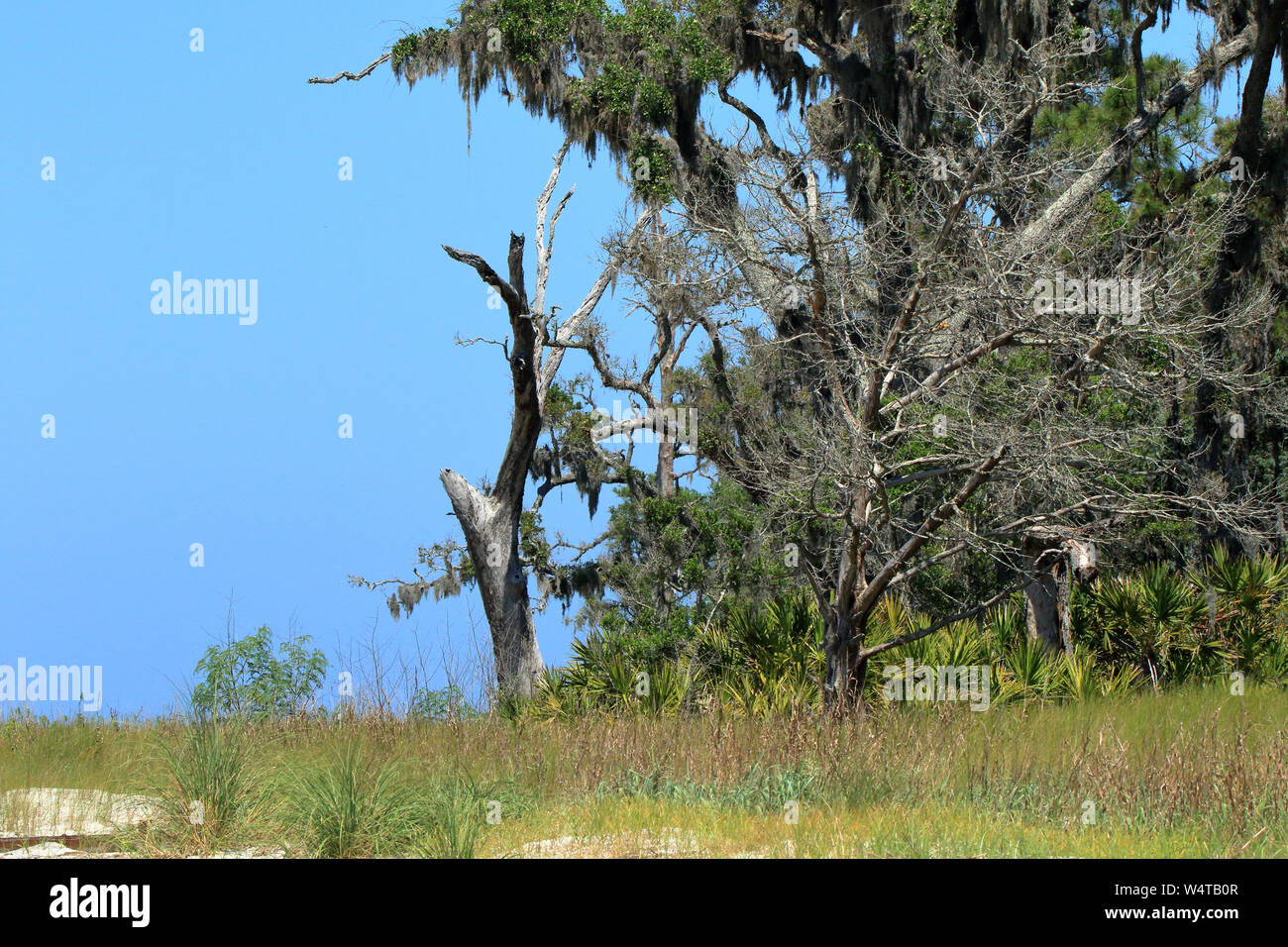 Dos árboles muertos a la orilla de una playa en Jekyll Island, cerca del muelle de pescadores de Clam Creek Foto de stock