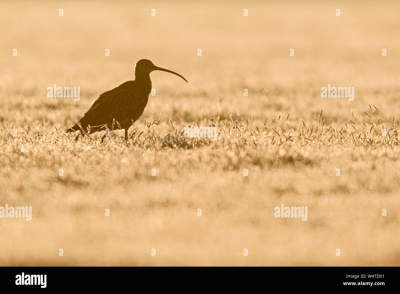 Zarapito euroasiático / Grosser Brachvogel ( Numenius arquata ) caminando a través de un prado húmedo de rocío matutino, contraluz, Moody, vida silvestre, Europa Foto de stock