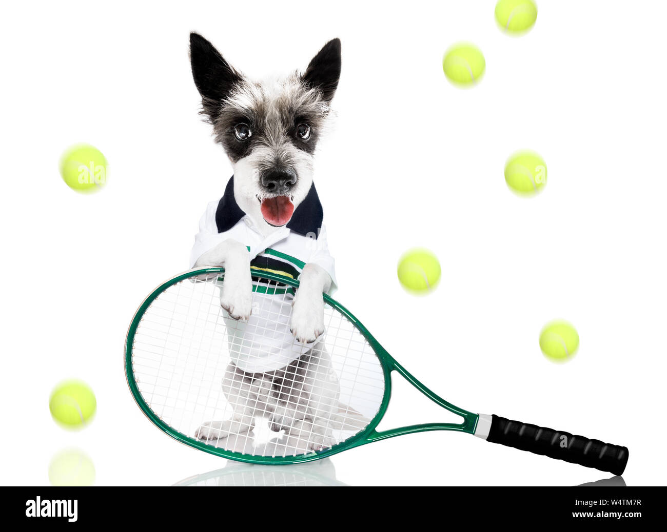 Perro caniche con propietario como jugador de tenis con pelota y raqueta  raqueta o aislado sobre fondo blanco, listo para jugar a un juego  Fotografía de stock - Alamy