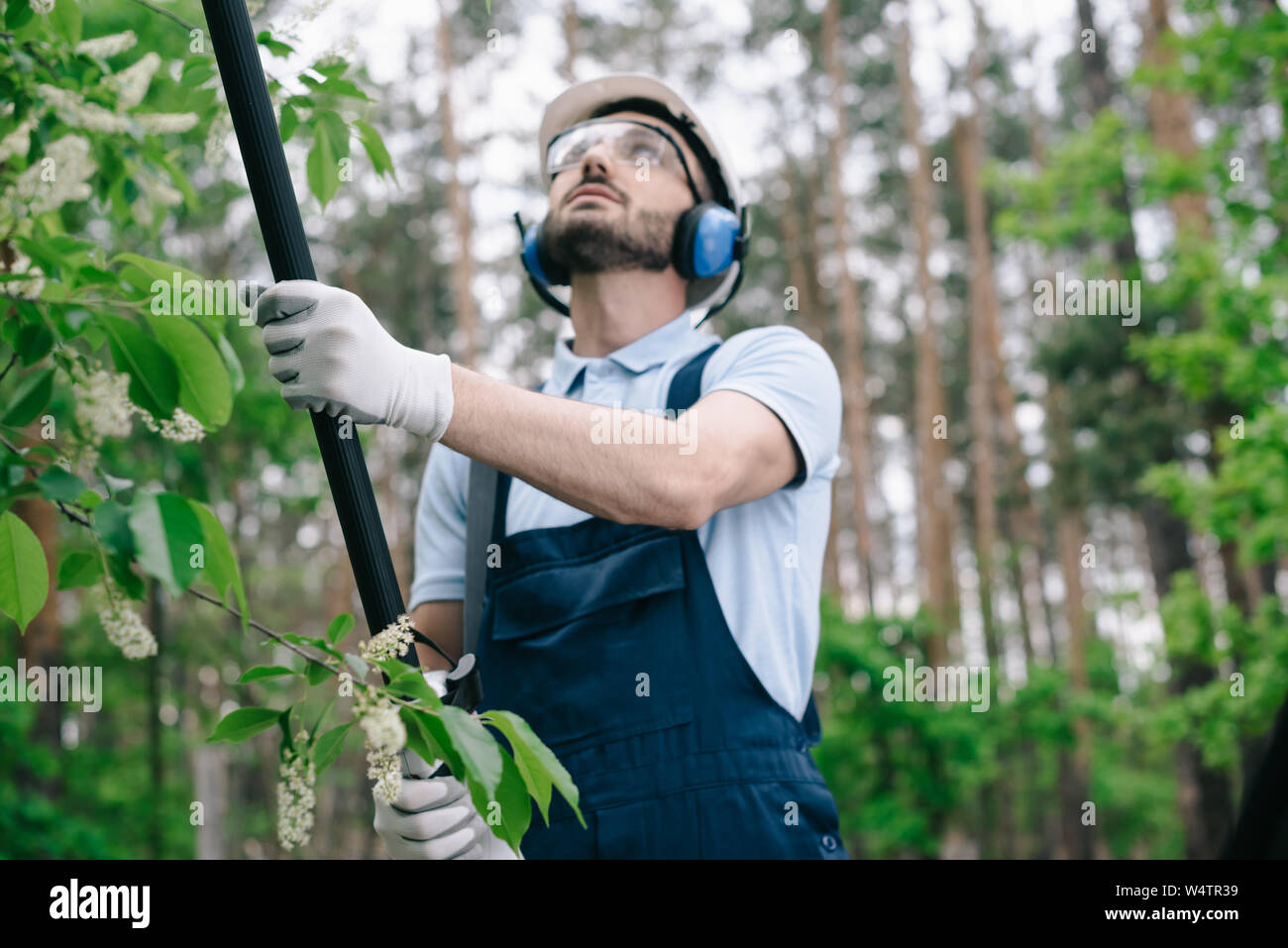 Atento jardinero en gafas y protectores auditivos podar los árboles con pértiga  telescópica vio en el jardín Fotografía de stock - Alamy