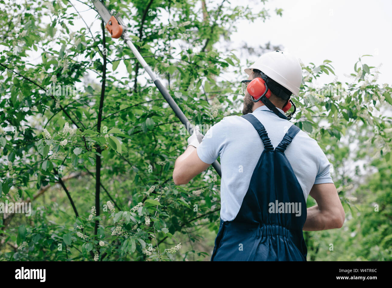 Jardinero en monos, cascos y protectores auditivos podar los árboles con pértiga  telescópica vio en el jardín Fotografía de stock - Alamy