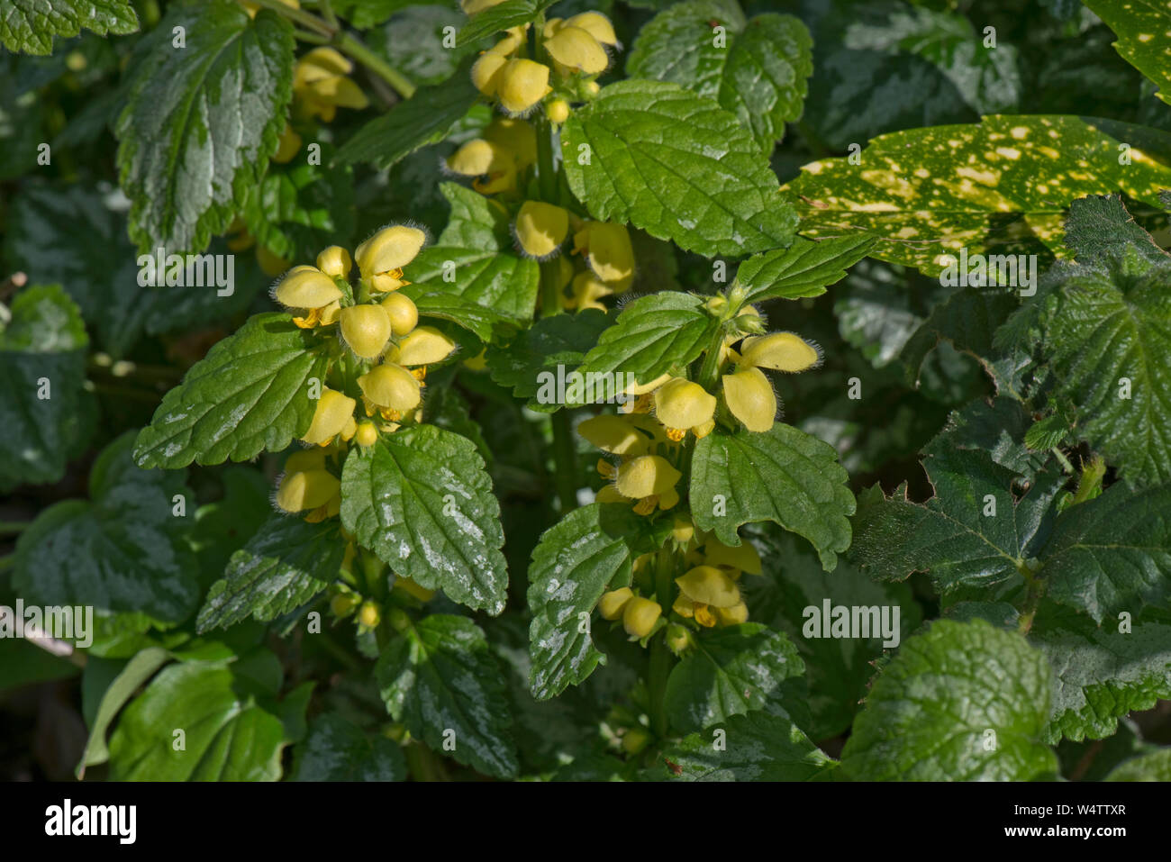 Amarillo moteado Lamiastrum galeobdolon arcángel (ssp. argentatum 'Variegatum') invasivas no nativas de floración de plantas de jardín. Foto de stock