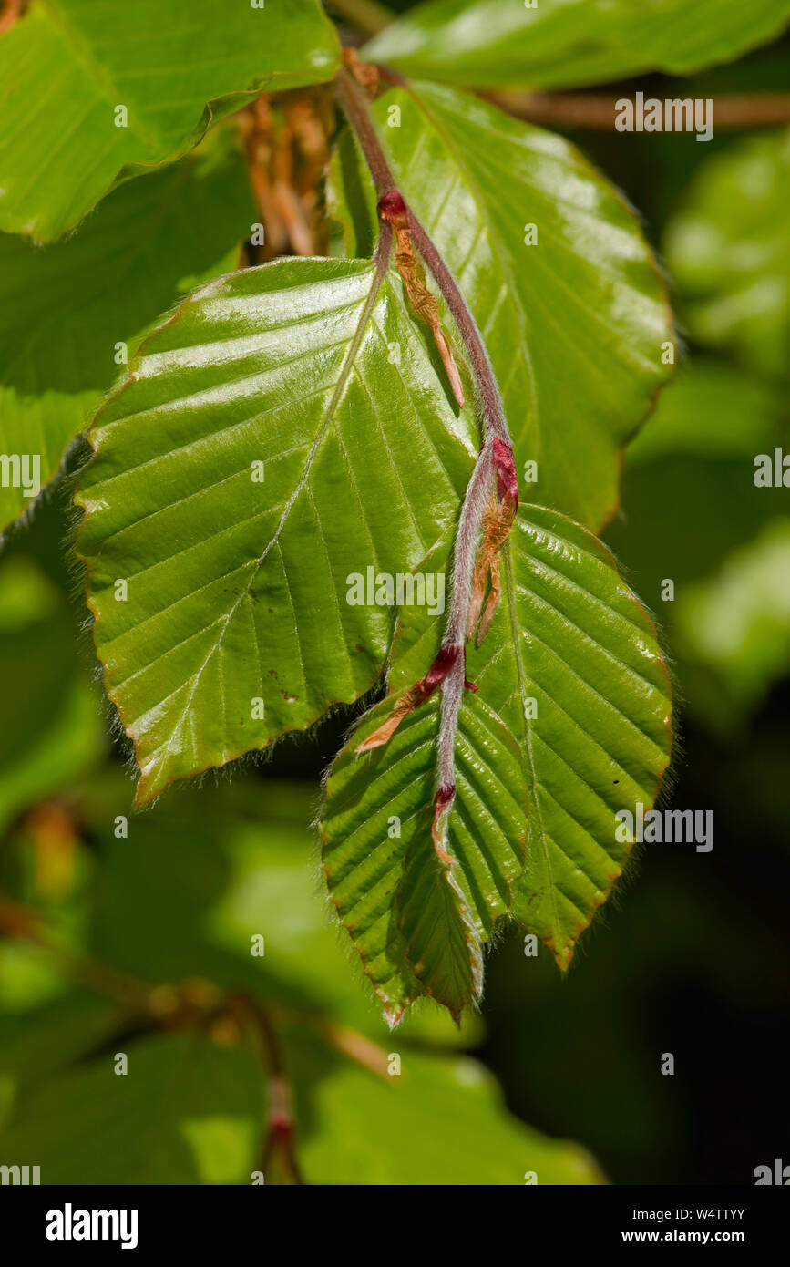 Hojas verdes jóvenes y delicados tallos, un nuevo crecimiento de haya (Fagus sylvatica) árbol en primavera, Berkshire, Abril Foto de stock
