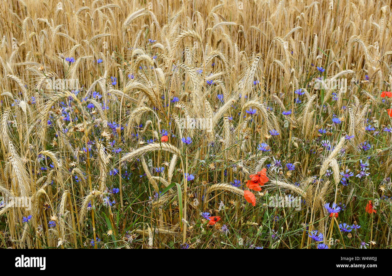 Campo de trigo dorado con flores.maduras espigas de flores azules y rojas. Foto de stock