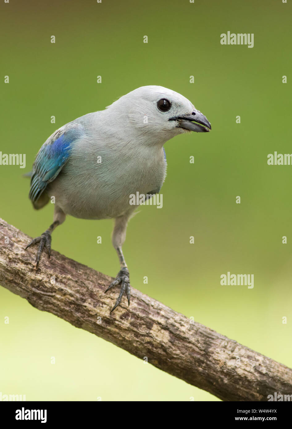Tanager azul-gris es una de las más extendidas, y ubicuo, aves de las tierras bajas húmedas neotrópico Foto de stock
