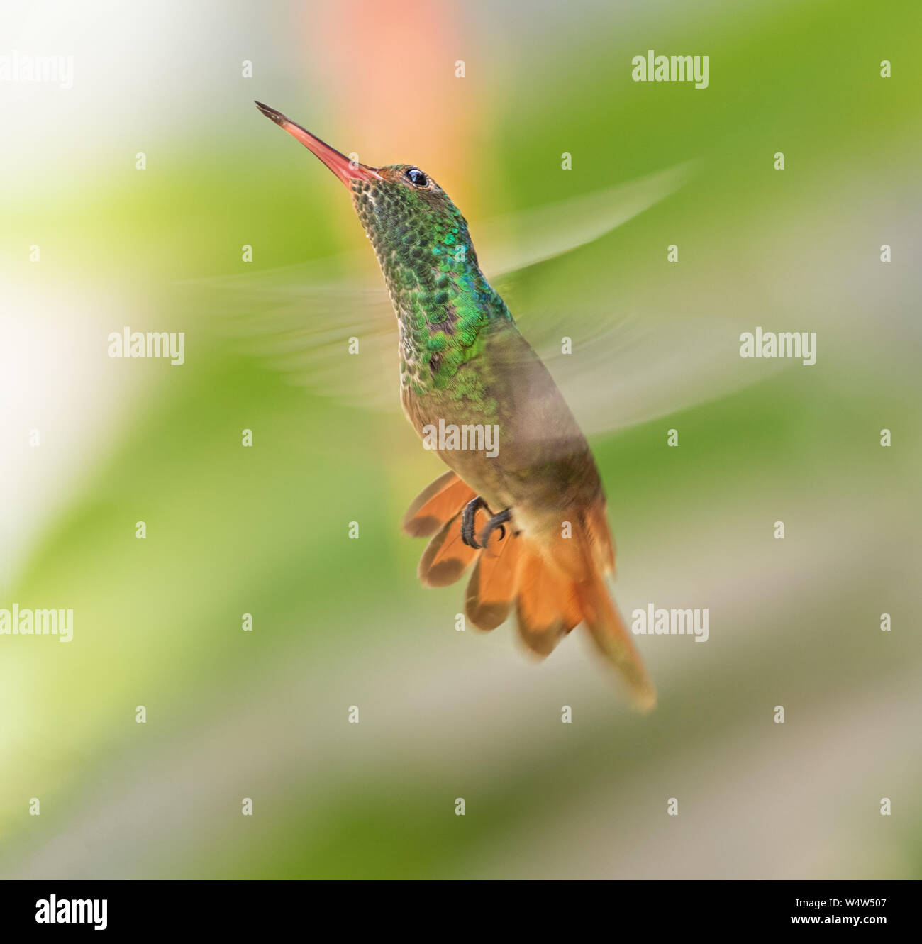 Rufous-tailed Hummingbird es un colibrí de tamaño mediano. Ella tiene un distintivo de cola de color rufo, desde que su nombre se deriva Foto de stock