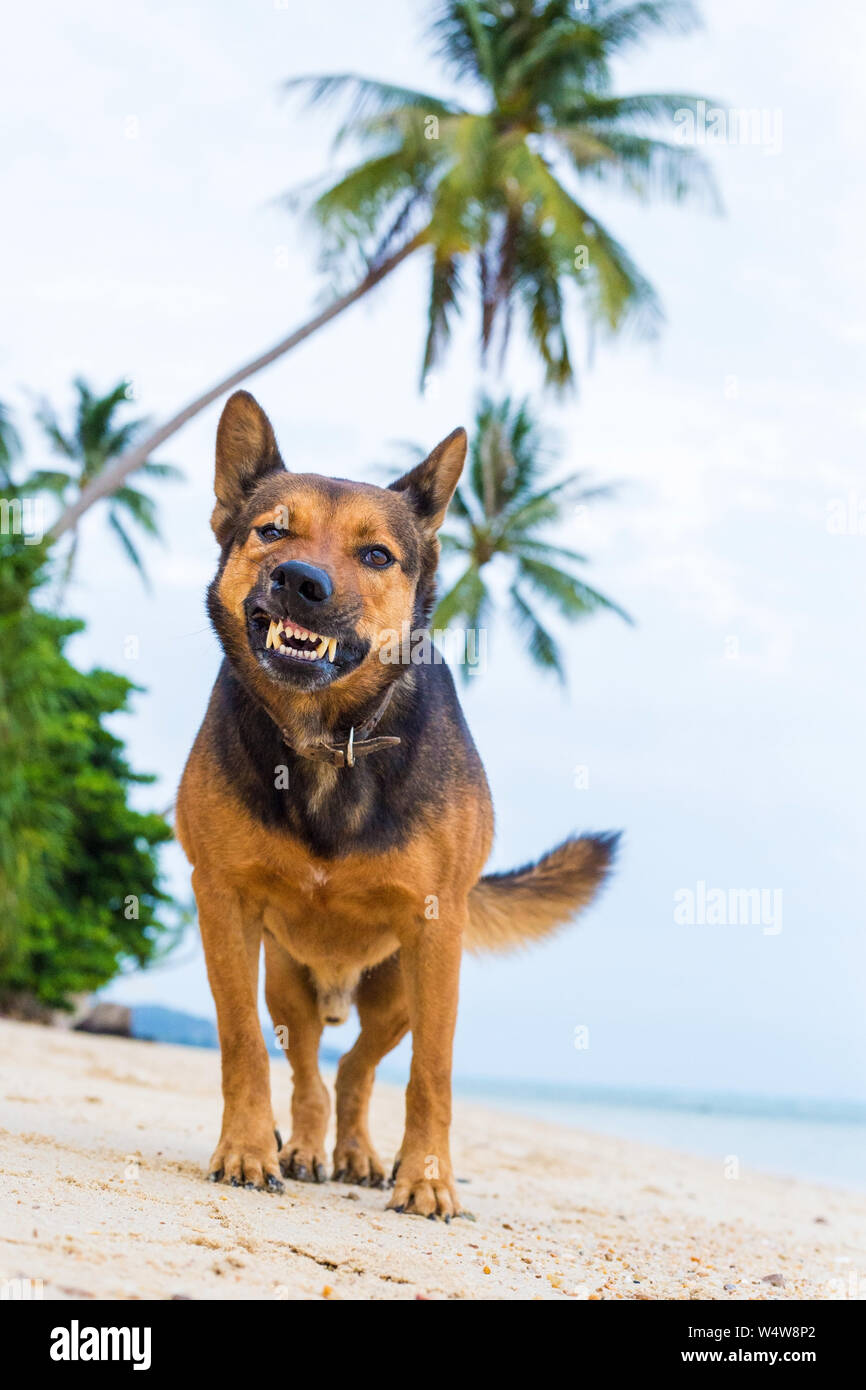 Enojado agresivo muestra los dientes de perro en la playa. Foto de stock