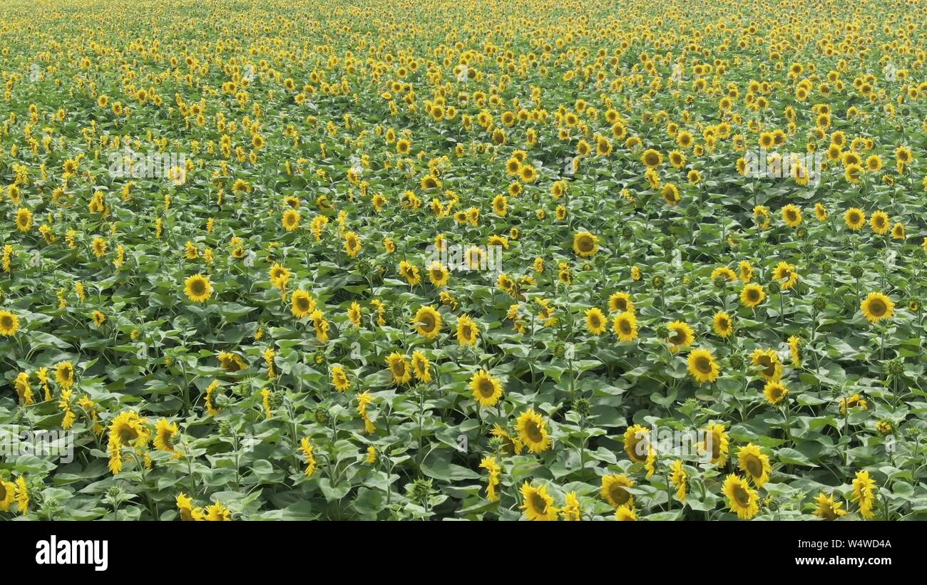 Volando sobre girasol fotografías e imágenes de alta resolución - Alamy