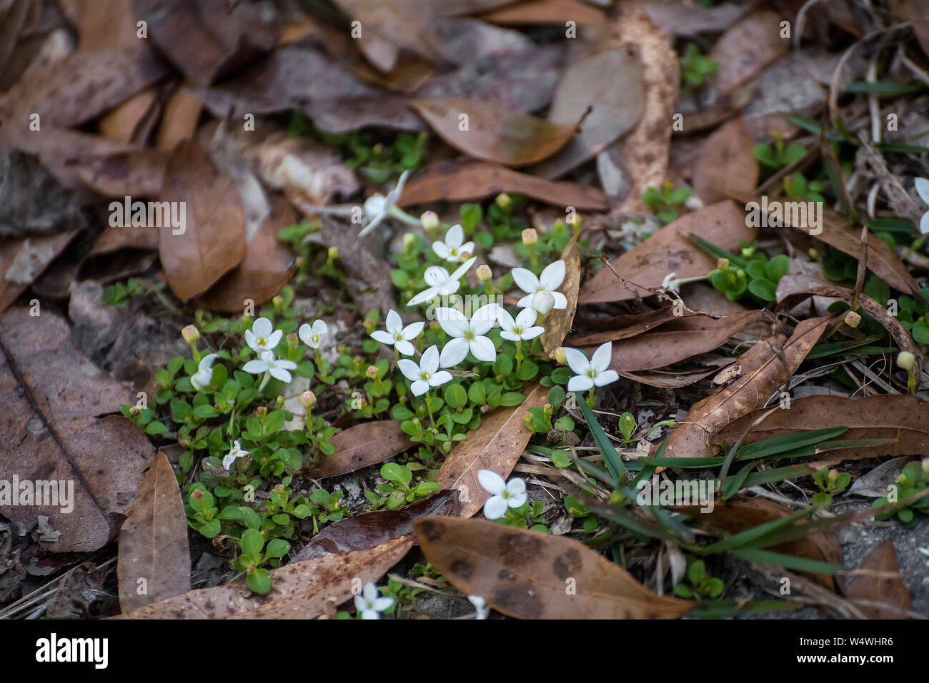 Diminutas flores blancas flores cubierta de tierra en el norte de Florida. Foto de stock