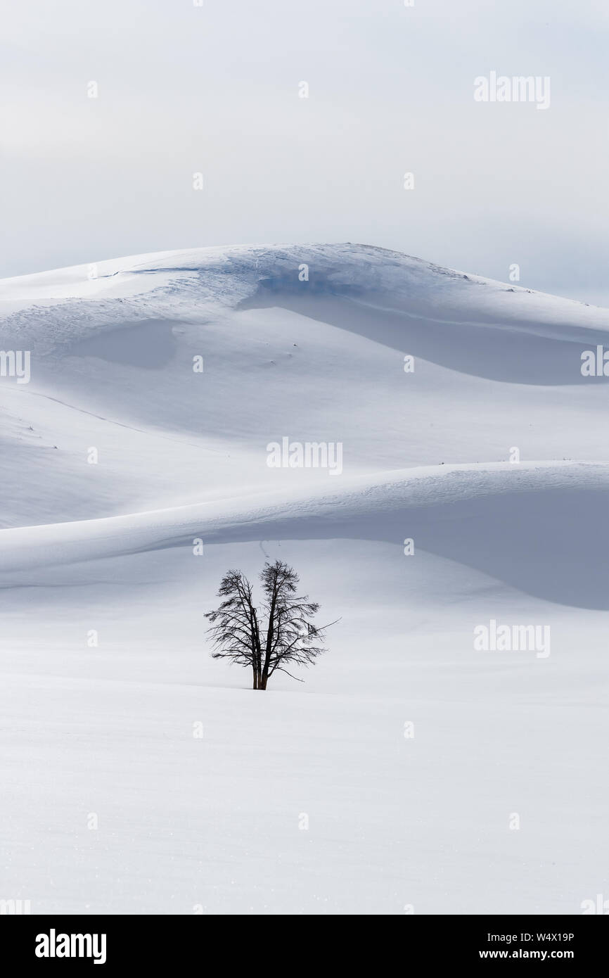Dividir el tronco único árbol rodeado por colinas y nieve Foto de stock