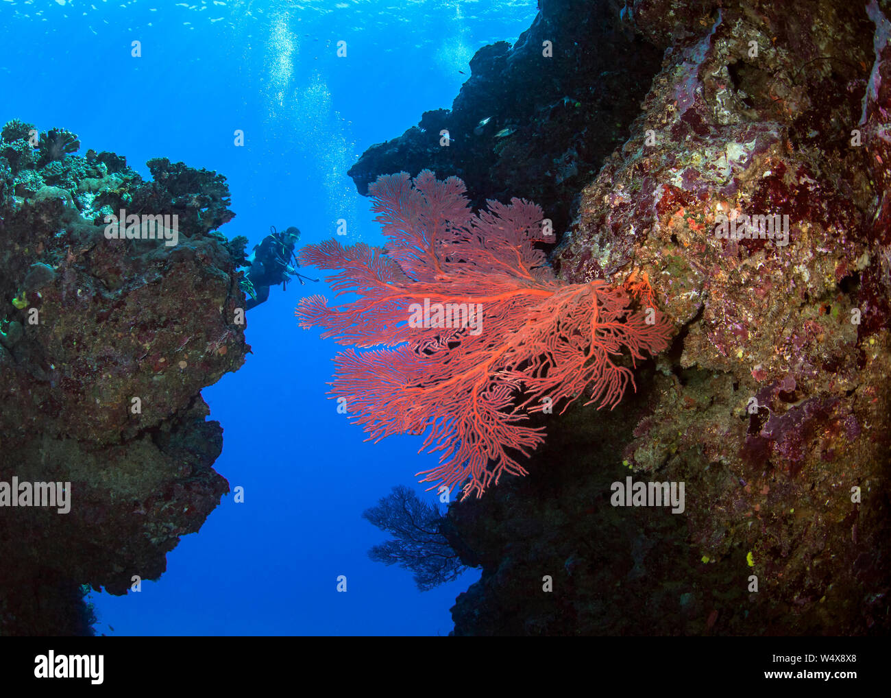 Scuba Diver femenino toma el metraje de vídeo de gran fan de mar rojo entre imponentes pináculos. Beqa Lagoon, Fiji. Foto de stock