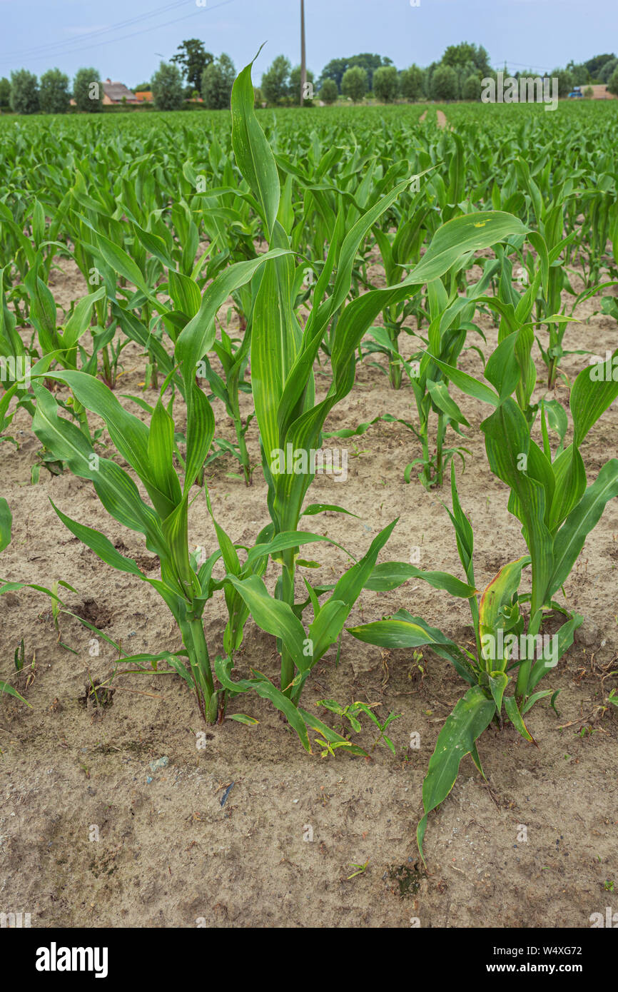 Las plantas de maíz joven que sale de la tierra sobre un campo en Flandes. Foto de stock