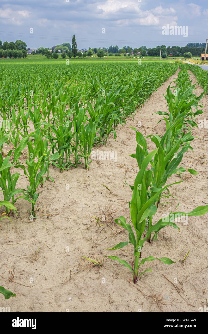 Filas de jóvenes plantas de maíz que sale de la tierra sobre un campo en Flandes. Foto de stock