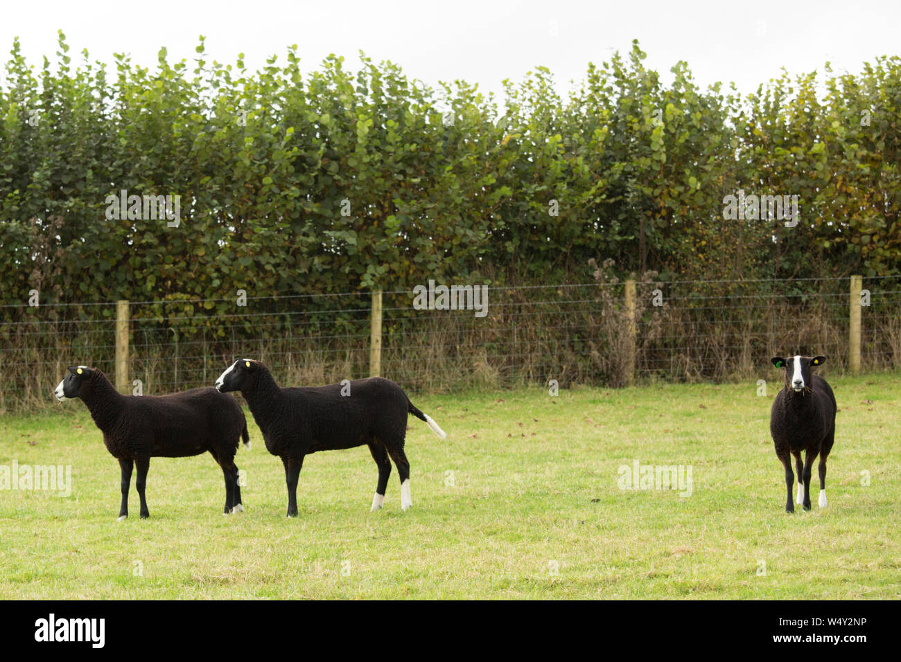 Tres Zwartbles en un campo en una granja británica Foto de stock