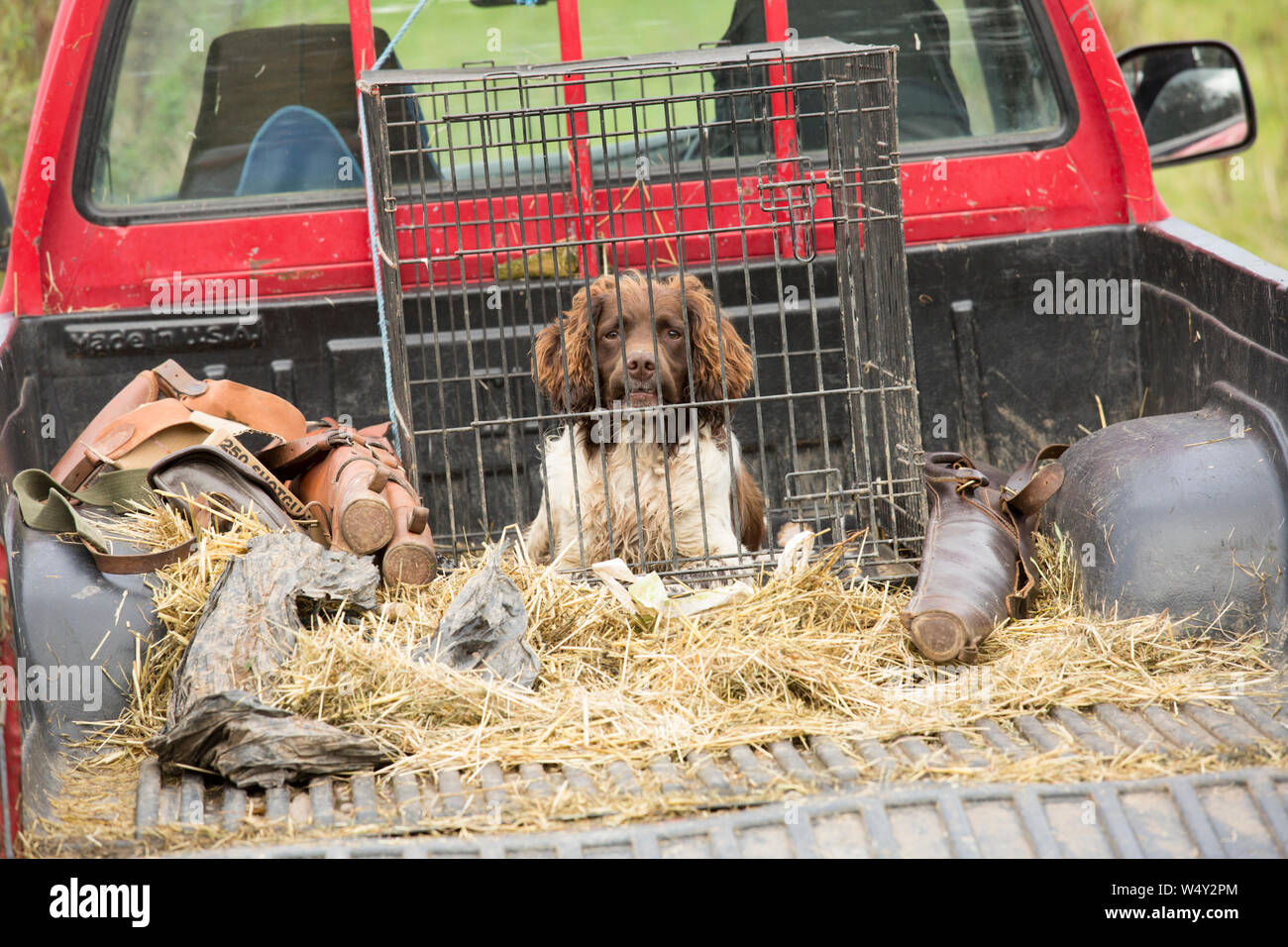 Spaniel Gundog esperando en la parte de atrás de una granja recogedor en un faisán disparar Foto de stock