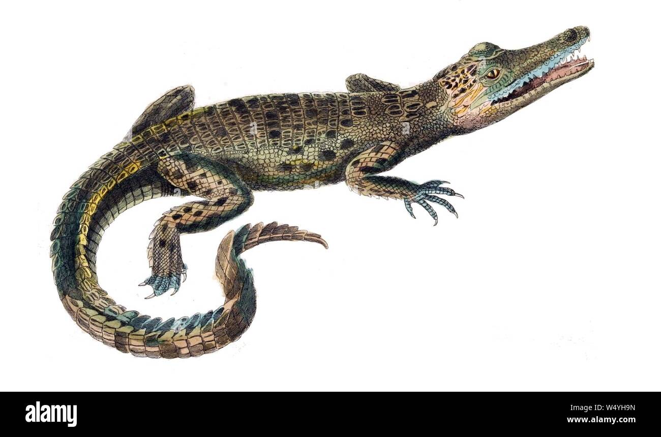 Crocodylus porosus. Foto de stock