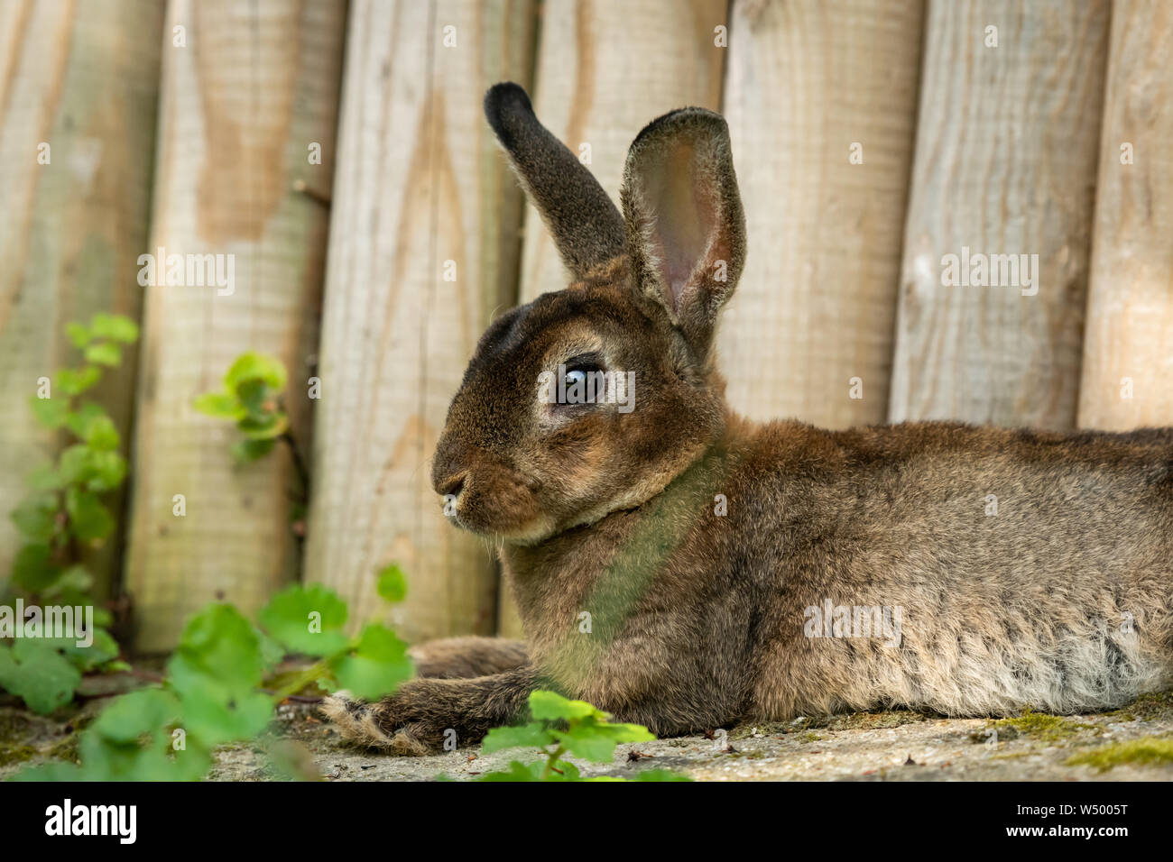 Un marrón lindo conejo enano descansando en el pasto cerca de una valla de madera Foto de stock