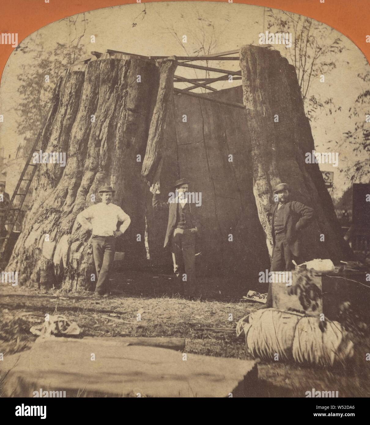 La sección del árbol del mamut, California., Reilly & Spooner