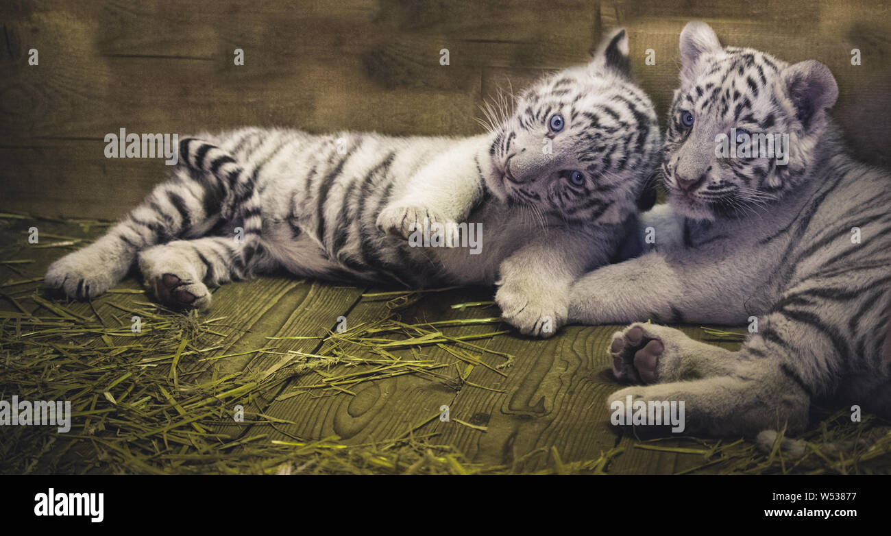 Baby White Tiger In Zoo Fotos E Imagenes De Stock Alamy