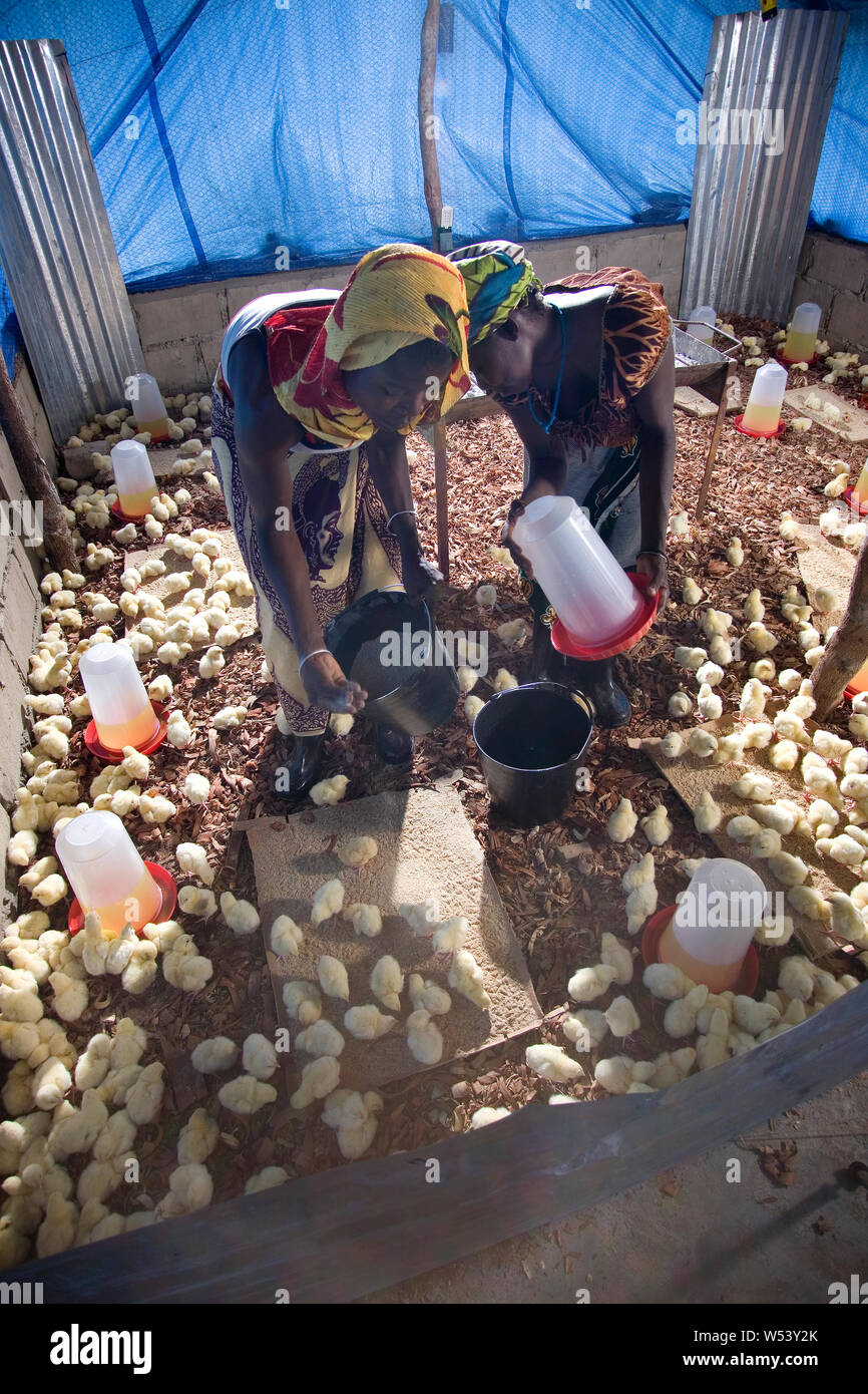 Proyecto de producción de huevos y pollos de la comunidad local, inicialmente apoyado por la empresa minera. Producir suministros para la mina y generar ingresos para los agricultores. Foto de stock