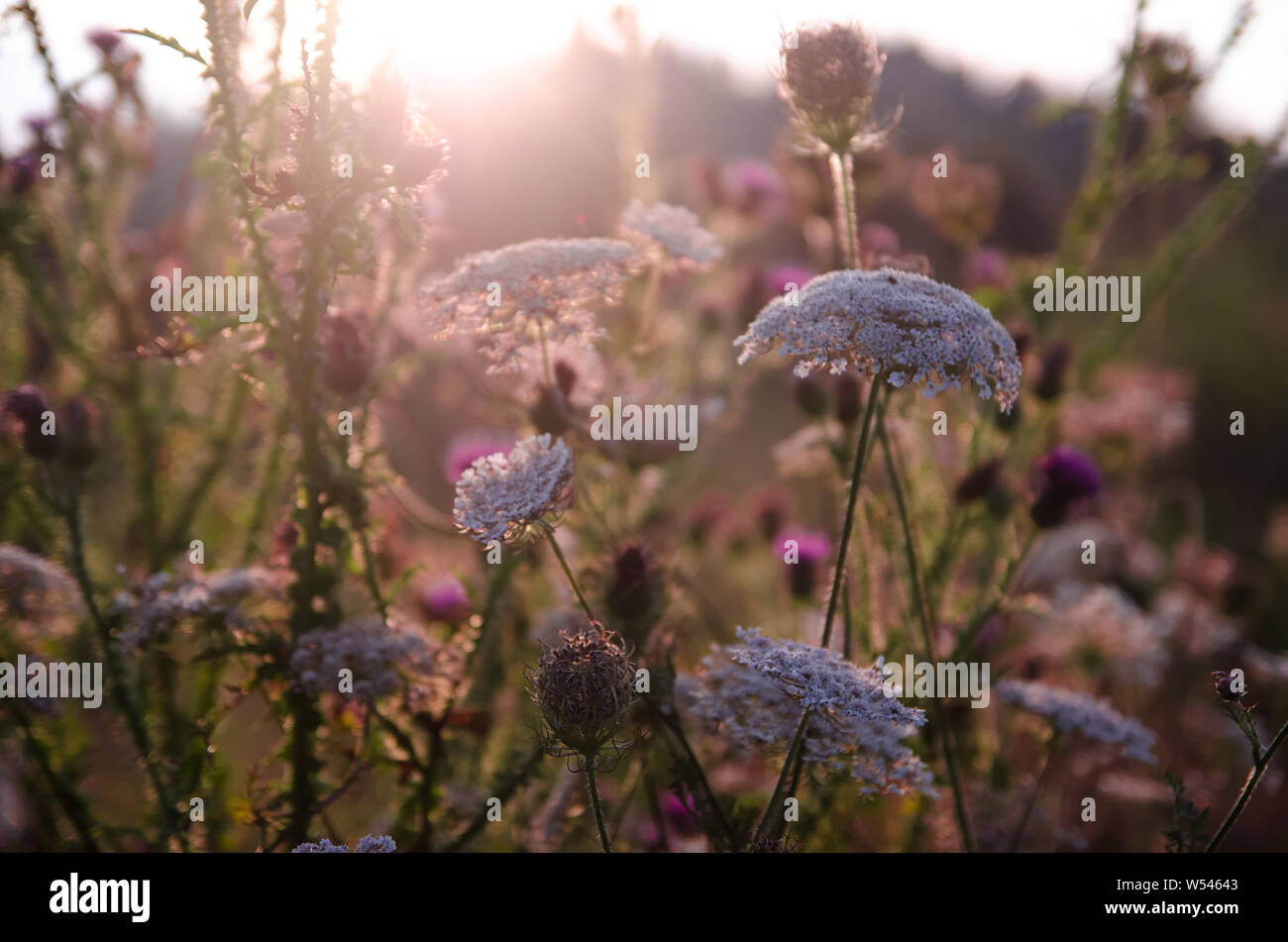 El sol brillaba a través de hierbas medicinales silvestres Foto de stock