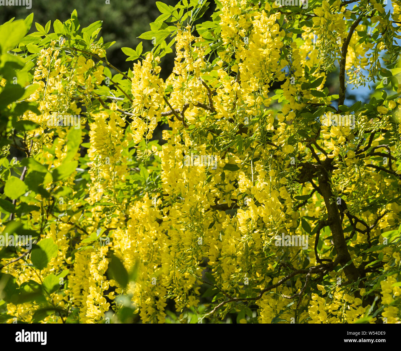 Árbol de cadena de oro (Laburnum x watereri) Considerada oficiosamente