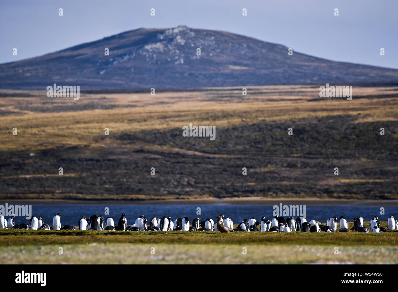 Colonia de Pingüinos Gentoo en la East Falkland, Punto de Voluntariado Foto de stock