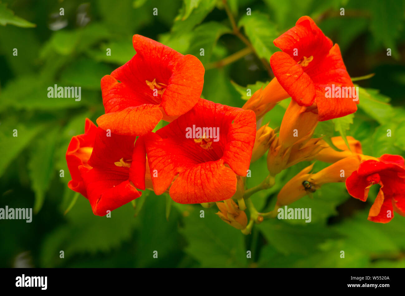 Flor de trompeta roja fotografías e imágenes de alta resolución - Alamy