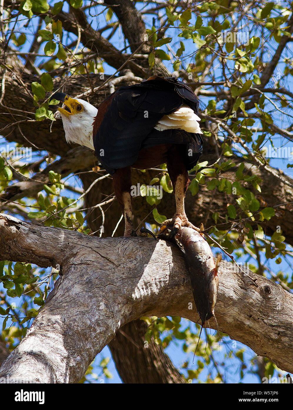 Un águila pescadora africana llamadas antes de que comience a alimentarse  en el bagre con dientes afilados que acaba atrapada. Muy territorial, el  águila pescadora arremete hacia abajo o Fotografía de stock -