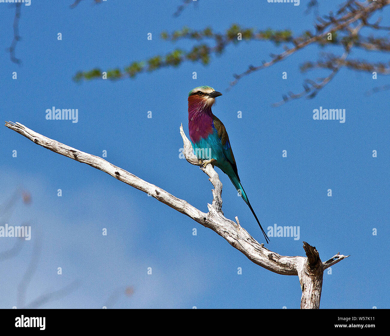 Una de las aves más espectaculares de la selva. El Lilac Breasted Roller perchas notoriamente en las cimas de los arbustos y matorrales desde donde todavía Foto de stock