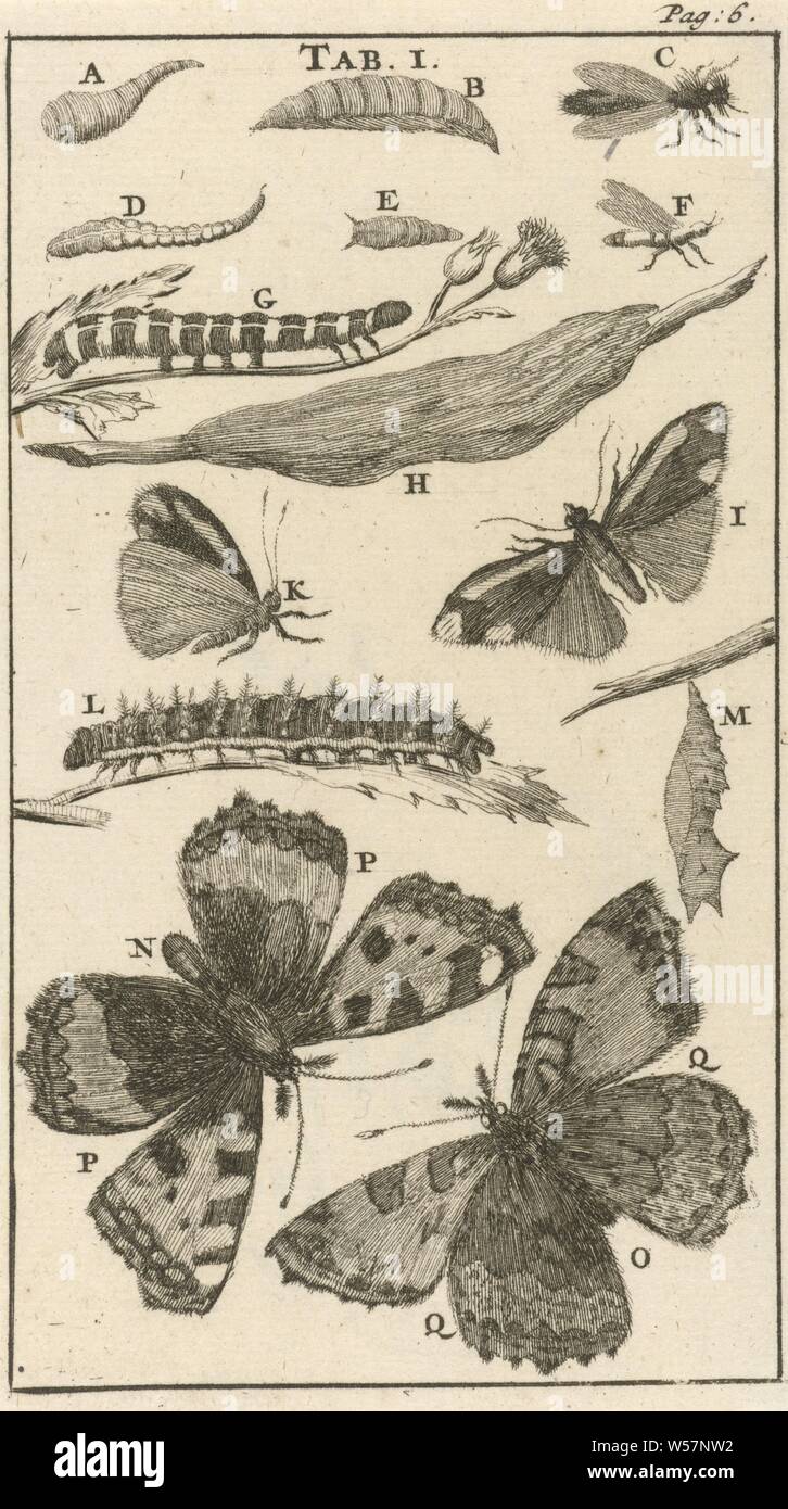 Las mariposas de flores ornamentales. Conjunto de imágenes vectoriales en  blanco y negro Imagen Vector de stock - Alamy
