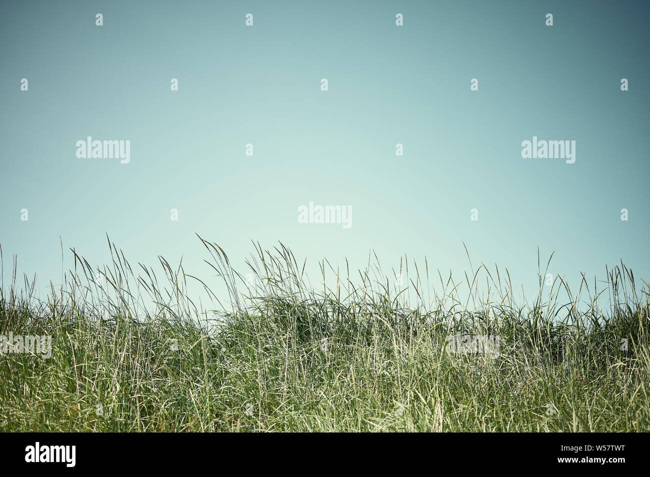 El verano en Islandia concepto intacto con hierba alta pradera y el azul claro del cielo Foto de stock