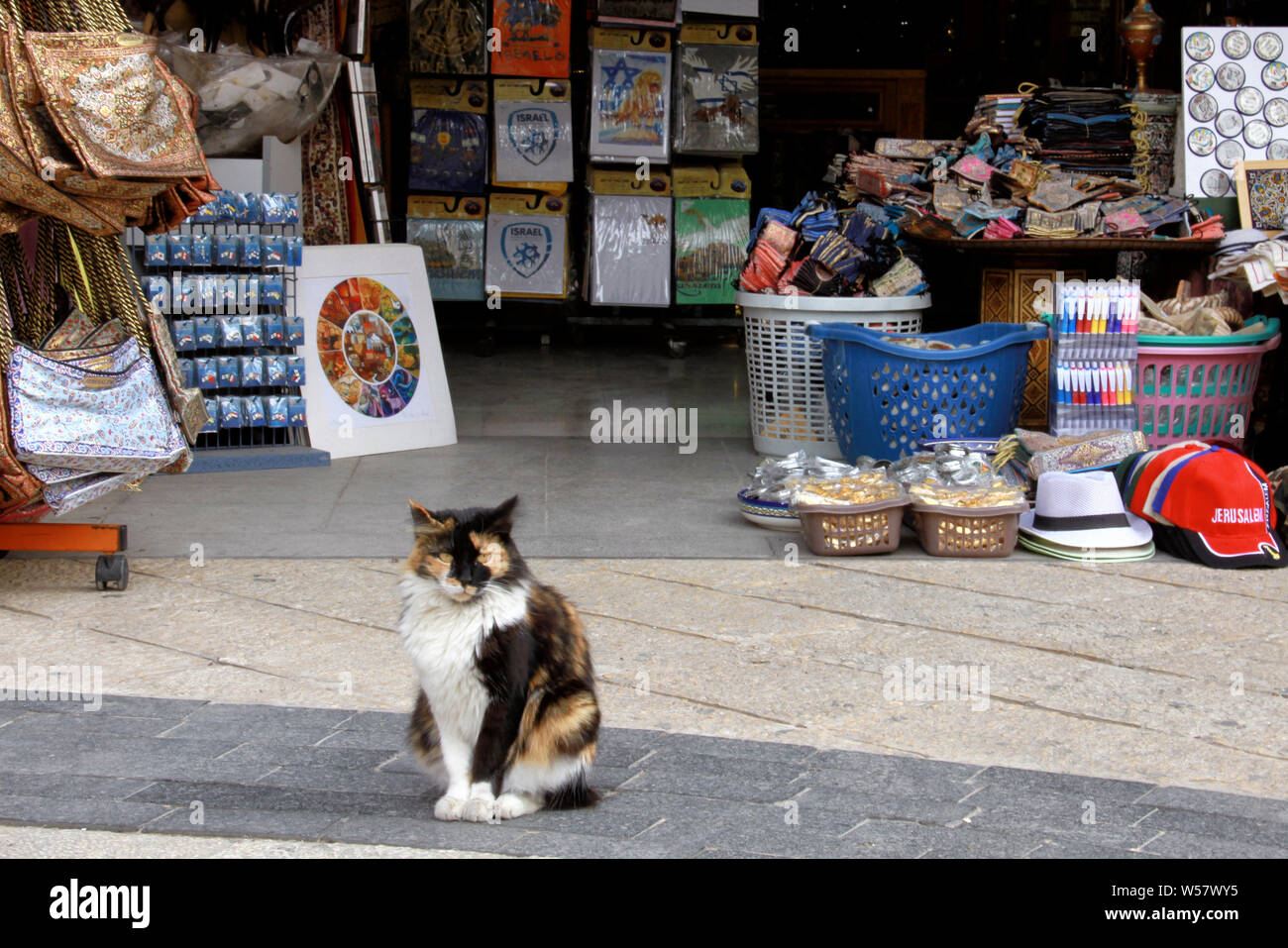 Un simpático gato salvaje se encuentra fuera de una tienda de souvenirs en la Ciudad Vieja de Jerusalén, cerca de la puerta de Jaffa. Foto de stock