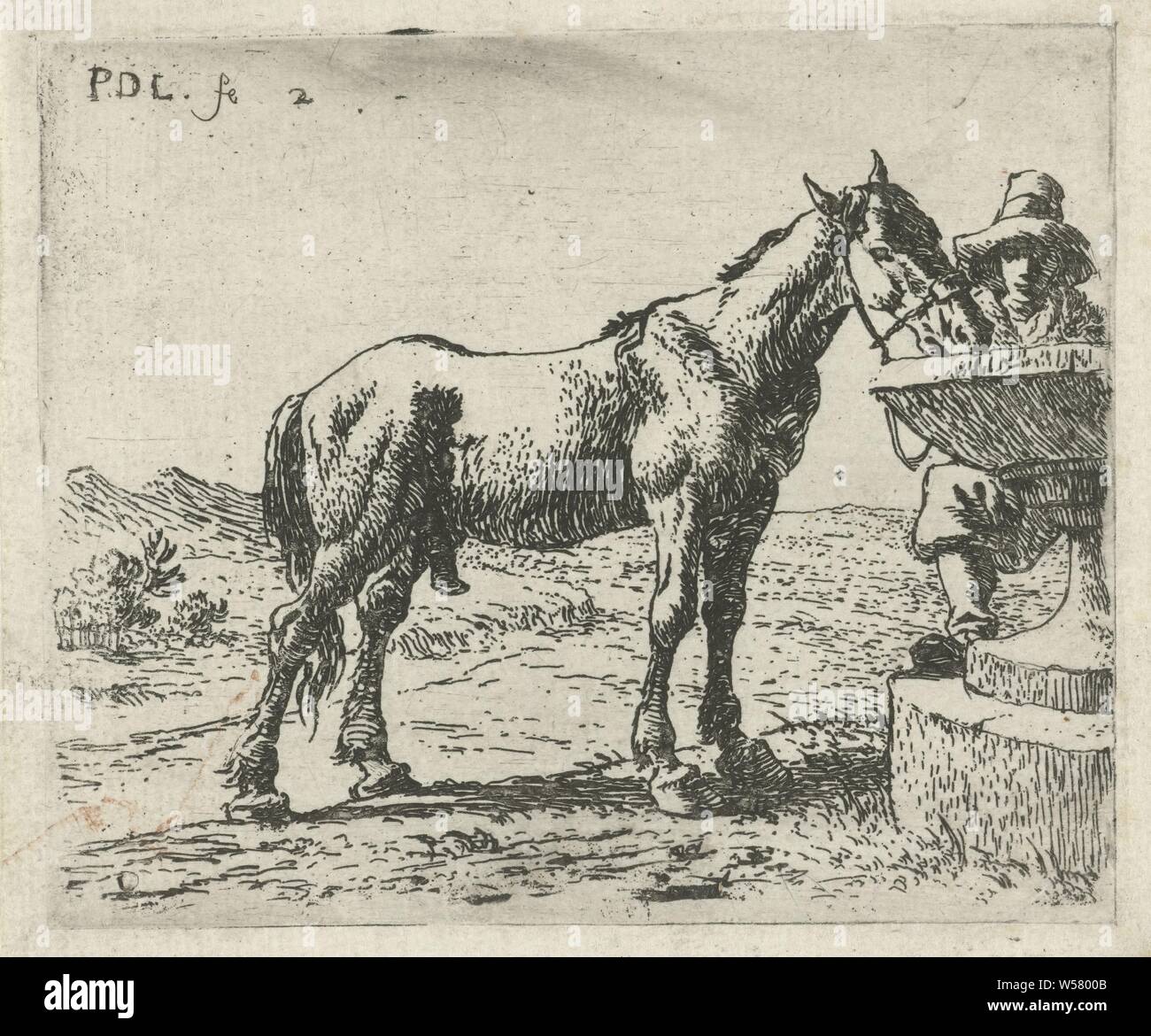 Caballos bebiendo agua de lluvia