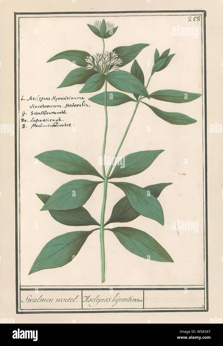 Planta de seda (Asclepias syriaca) Swalmen root. / Asclepras hijrundinaria  (título de objeto), planta de seda o tragar root. Superior derecha:  numerada 252. Arriba a la izquierda el nombre en cuatro idiomas.