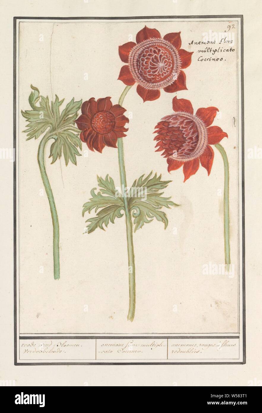 Anémona (Anemone), rojo flores de viento, edición. / Anémona flore  multiplicato Coccineo / anémonas rouges à fleurs redoublées. (Título de  objeto), anémona roja. Numerados de arriba a la derecha: 92. Parte del