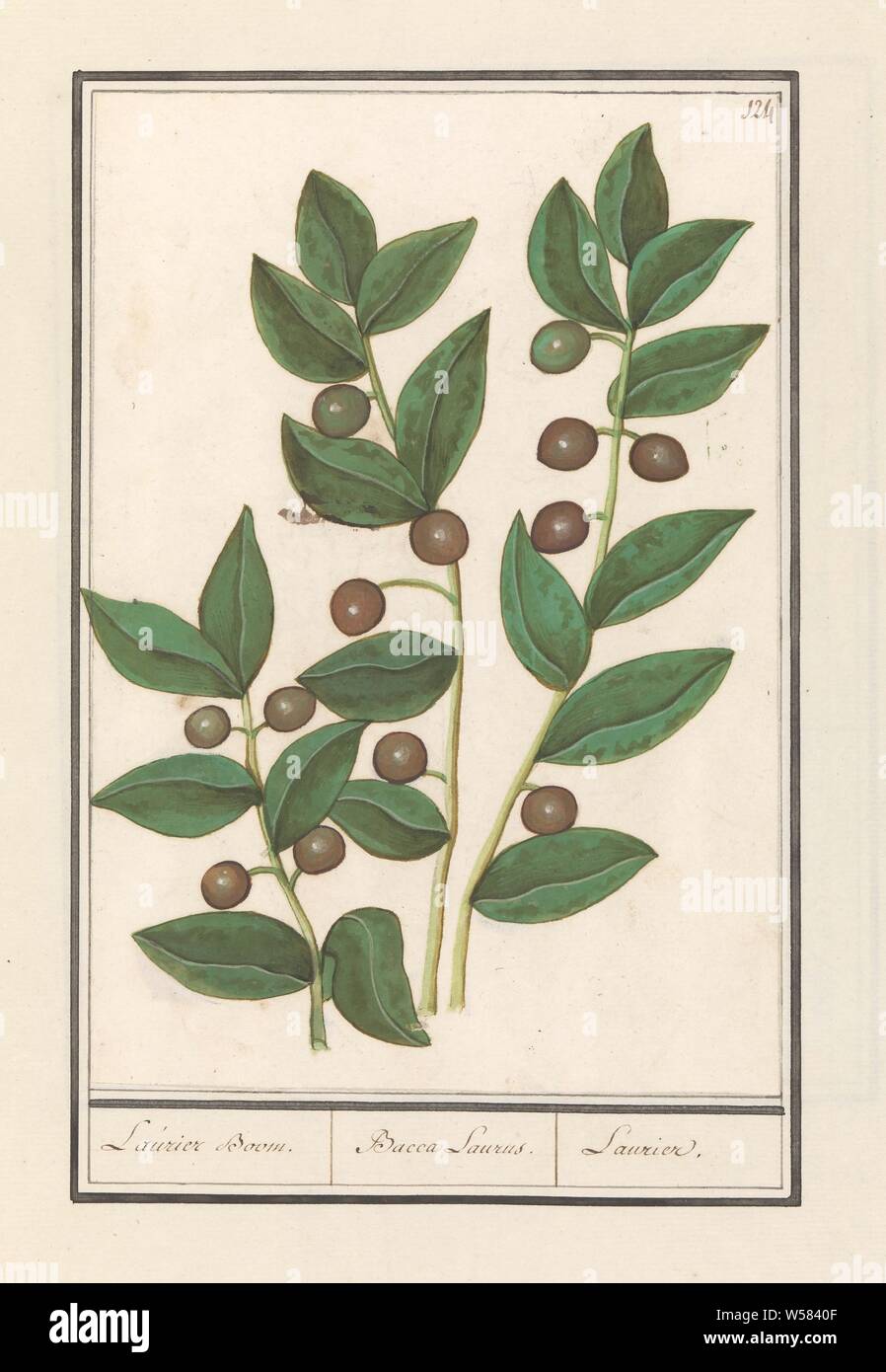 Olivo (Olea europaea) Laurier Boom. / Bacca Laurus. / Laurel (título de  objeto), el aceite de oliva. Tres ramas con hojas y frutas. Superior  derecha: numerada 124. Parte del segundo álbum con