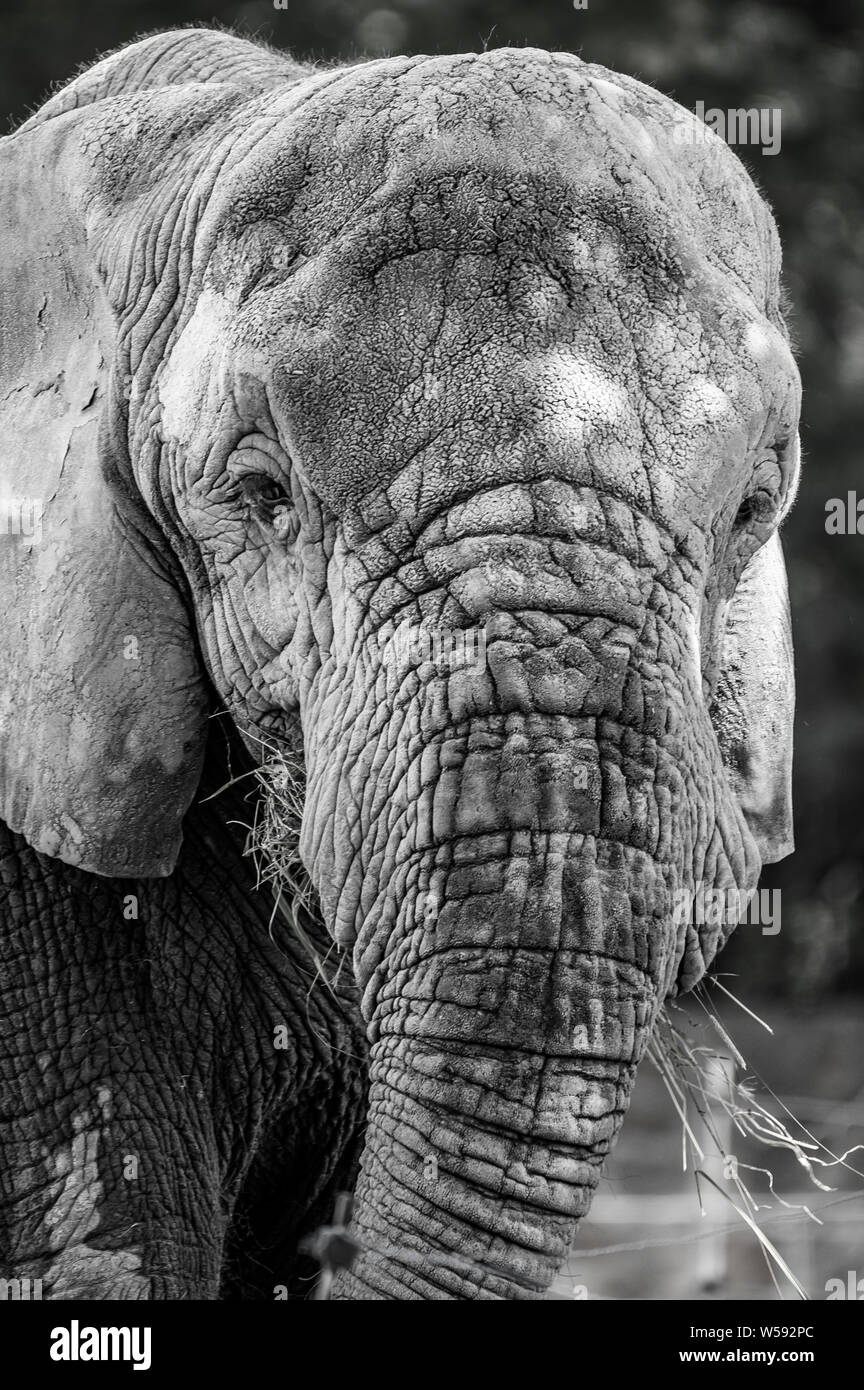 Retrato de elefante blanco y negro Fotografía de stock - Alamy