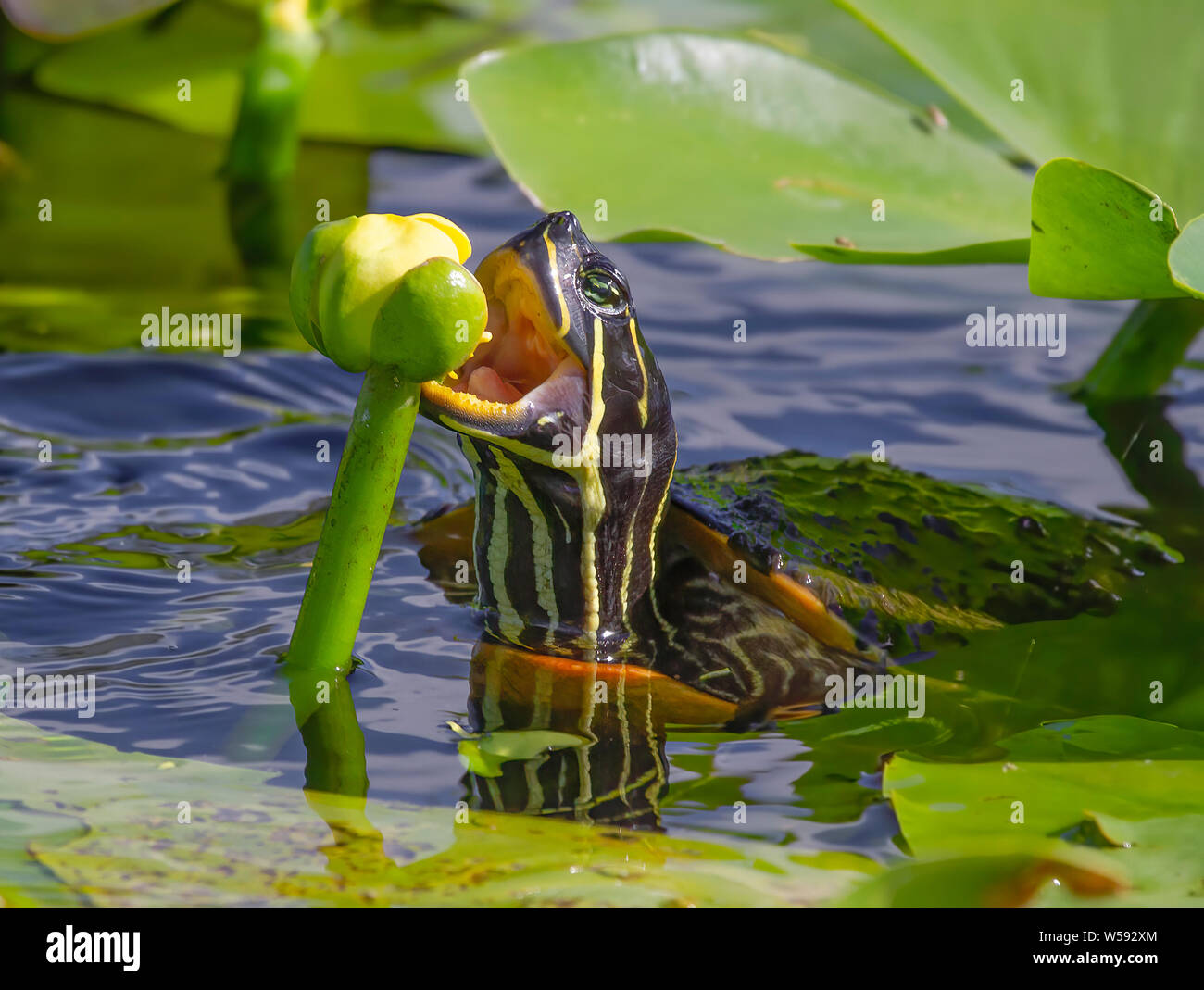 Una tortuga de Florida Cooter bocadillos en alguna vegetación cerca de la anhinga Trail en el Parque Nacional Everglades. Foto de stock