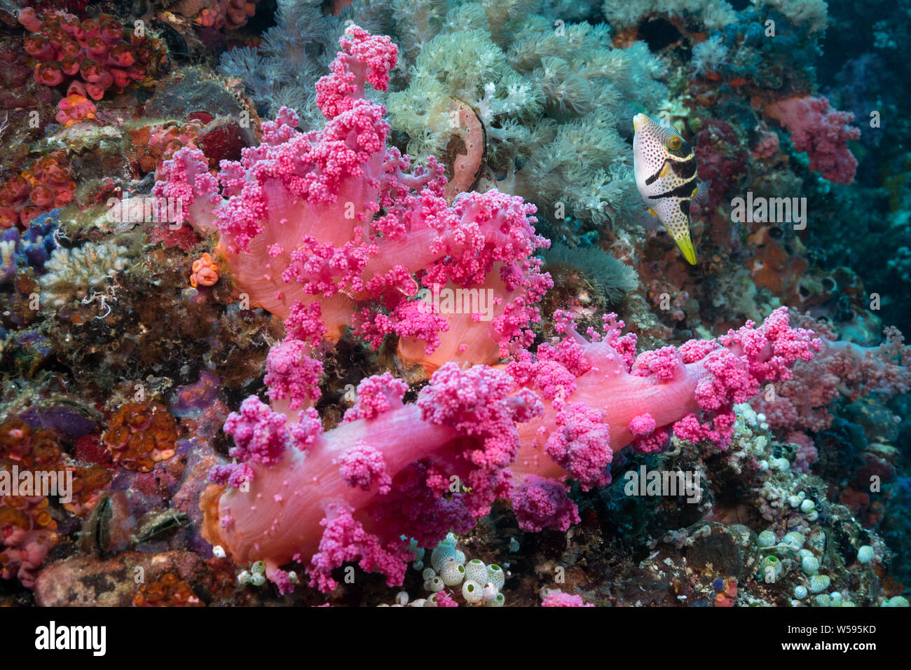 Enalbardó puffer, negro-cinchó toby o Valentin's sharpnose puffer, Canthigaster Valentini, junto a los corales blandos, Gato Island, Cebu, Filipinas Foto de stock