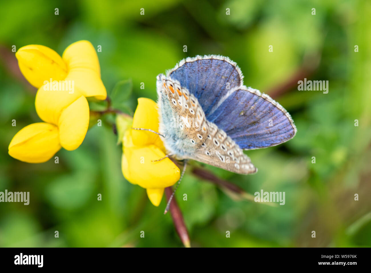 Mariposa Azul común (Polyommatus Icarus) Foto de stock