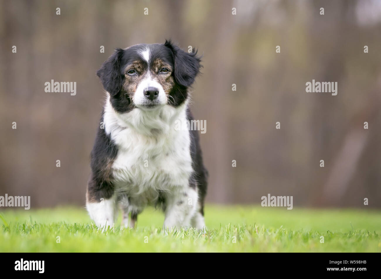 Un lindo perro de raza mixta tricolor con orejas de pie afuera Foto de stock